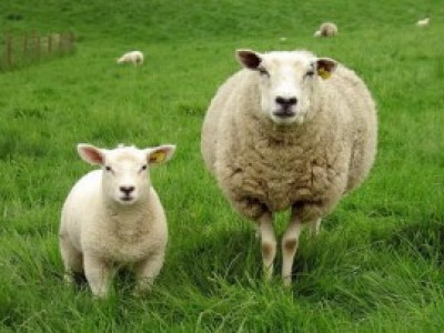 農業農村部：全國羊遺傳改良計劃(2021-2035年)正式發布